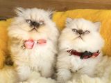 Maviş bluepoınt british longhair bebeklerm