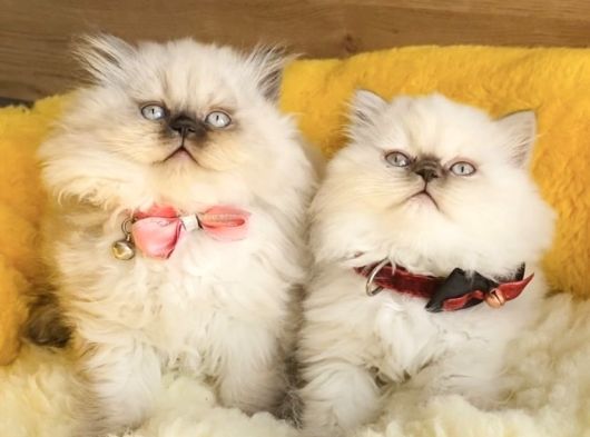 Maviş Bluepoınt British Longhair Bebeklerm