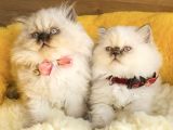 Maviş Bluepoınt British Longhair Bebeklerm