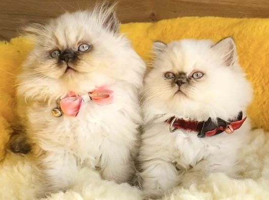 Maviş Bluepoınt British Longhair Bebeklerm görsel
