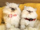 Maviş Bluepoınt British Longhair Bebeklerm