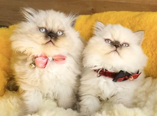 Maviş Bluepoınt British Longhair Bebeklerm görsel