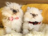 Maviş Bluepoınt British Longhair Bebeklerm