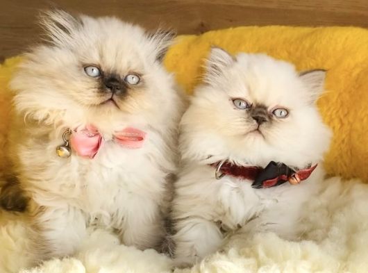 Maviş Bluepoınt British Longhair Bebeklerm görsel