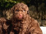Chocolate Toy Poodle Yavrular