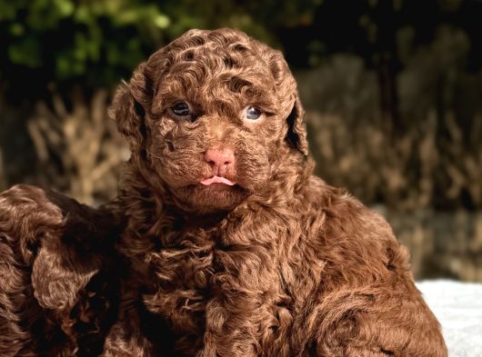 Chocolate Toy Poodle Yavrular görsel
