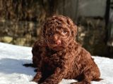 Chocolate toy poodle yavrular