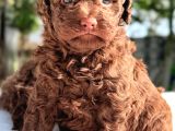 Chocolate Toy Poodle Yavrular