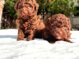 Chocolate Toy Poodle Yavrular