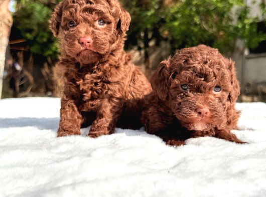 Chocolate Toy Poodle Yavrular görsel