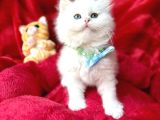 Safkan Bri̇ti̇sh Longhai̇r Yavrular