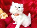Safkan Brİtİsh Longhaİr Yavrular