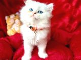 Safkan Bri̇ti̇sh Longhai̇r Yavrular