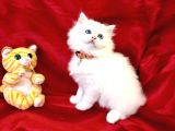 Safkan Bri̇ti̇sh Longhai̇r Yavrular