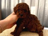 Oyuncu Sağlıklı Poodle Bebekler