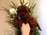 Oyuncu Sağlıklı Poodle Bebekler
