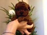 Oyuncu Sağlıklı Poodle Bebekler