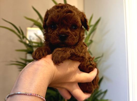 Oyuncu Sağlıklı Poodle Bebekler görsel