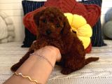 Oyuncu Sağlıklı Poodle Bebekler