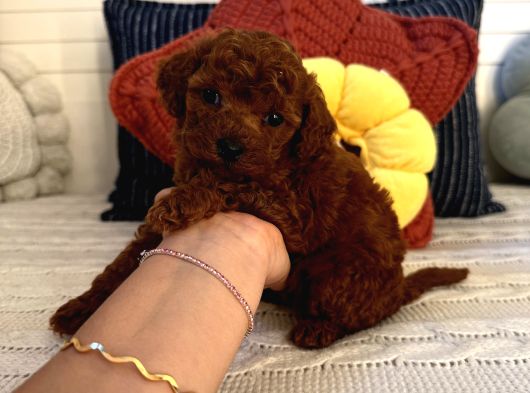 Oyuncu Sağlıklı Poodle Bebekler görsel