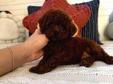 Oyuncu Sağlıklı Poodle Bebekler
