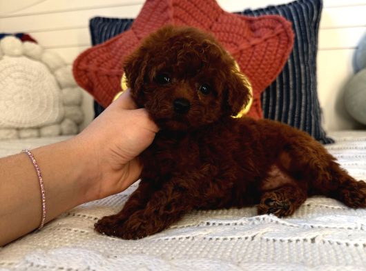Oyuncu Sağlıklı Poodle Bebekler görsel