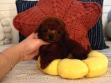 Oyuncu Sağlıklı Poodle Bebekler