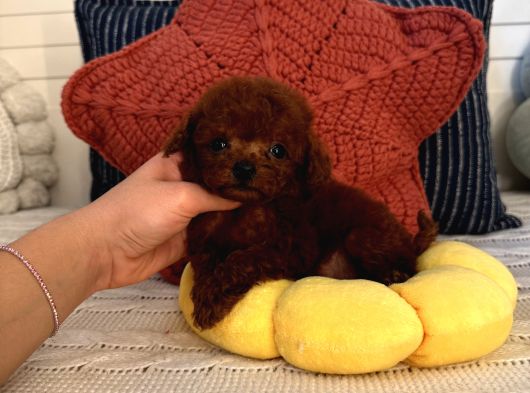 Oyuncu Sağlıklı Poodle Bebekler