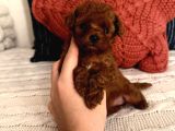 Oyuncu Sağlıklı Poodle Bebekler