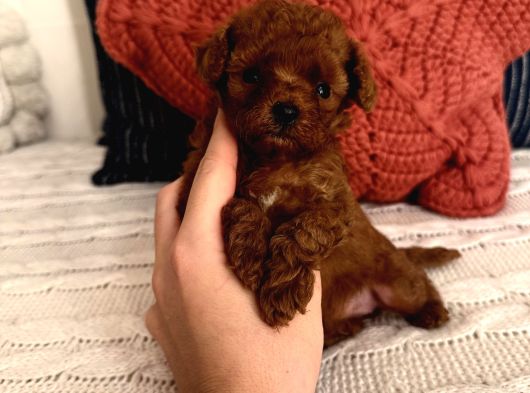 Oyuncu Sağlıklı Poodle Bebekler görsel