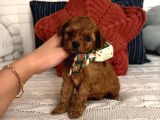 Oyuncu Sağlıklı Poodle Bebekler