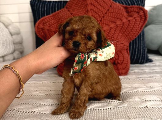 Oyuncu Sağlıklı Poodle Bebekler görsel