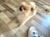 4 Aylık Pomeranian Yavrumuz