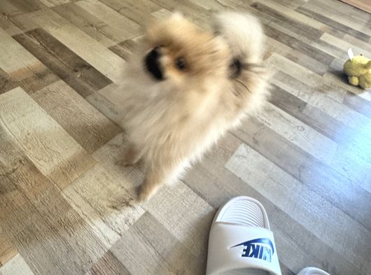 4 Aylık Pomeranian Yavrumuz görsel