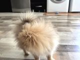 4 Aylık Pomeranian Yavrumuz