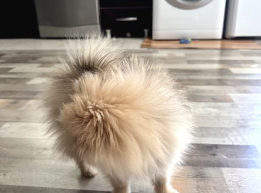 4 Aylık Pomeranian Yavrumuz görsel