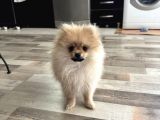 4 Aylık Pomeranian Yavrumuz