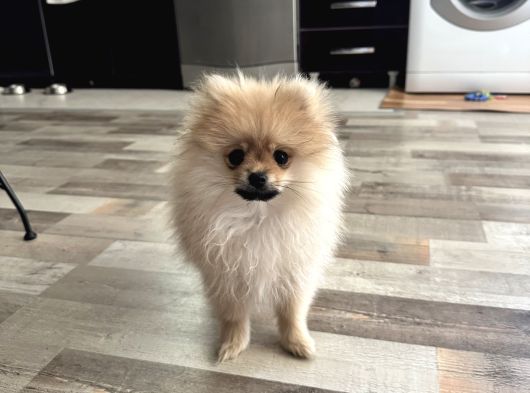 4 Aylık Pomeranian Yavrumuz