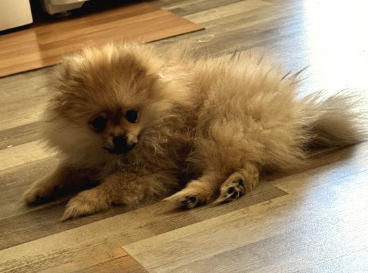 4 Aylık Pomeranian Yavrumuz görsel