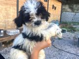 ÜCRETSİZ SİYAH BEYAZ SHİH TZU YAVRULARI 5 AYLIK shihtzu