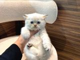 Bri̇ti̇sh Blue Ve Poi̇nt Bebekler
