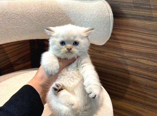 Bri̇ti̇sh Blue Ve Poi̇nt Bebekler görsel