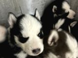 Kızıl Ve Siyah Beyaz Husky Bebekler
