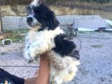 Ücretsi̇z Si̇yah Beyaz Shi̇h Tzu Yavrulari 5 Aylik Shihtzu