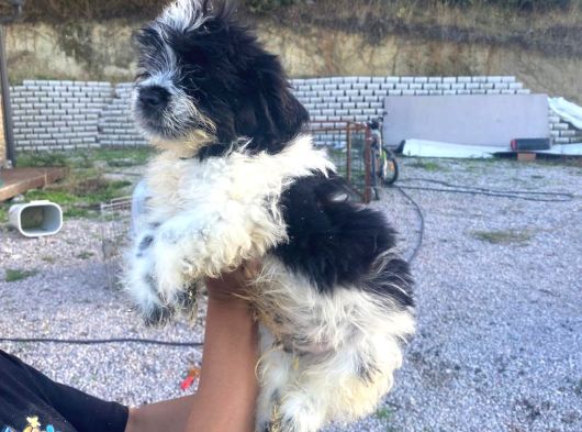 Ücretsi̇z Si̇yah Beyaz Shi̇h Tzu Yavrulari 5 Aylik Shihtzu görsel