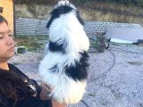 Ücretsi̇z Si̇yah Beyaz Shi̇h Tzu Yavrulari 5 Aylik Shihtzu