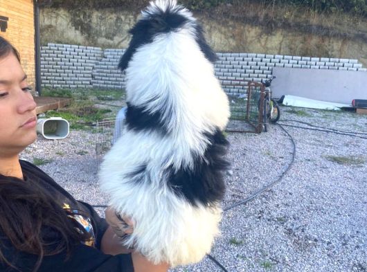 Ücretsi̇z Si̇yah Beyaz Shi̇h Tzu Yavrulari 5 Aylik Shihtzu görsel