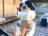 Ücretsi̇z Si̇yah Beyaz Shi̇h Tzu Yavrulari 5 Aylik Shihtzu