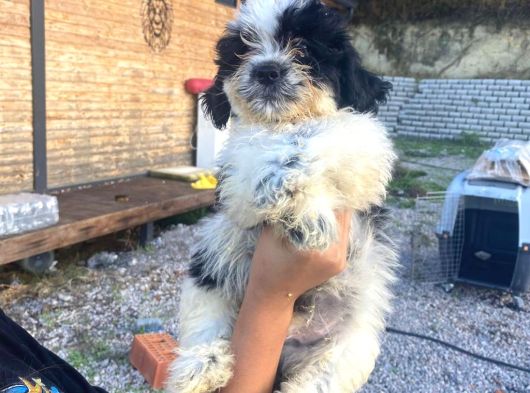 Ücretsi̇z Si̇yah Beyaz Shi̇h Tzu Yavrulari 5 Aylik Shihtzu görsel