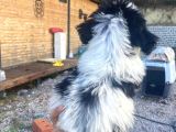 Ücretsi̇z Si̇yah Beyaz Shi̇h Tzu Yavrulari 5 Aylik Shihtzu